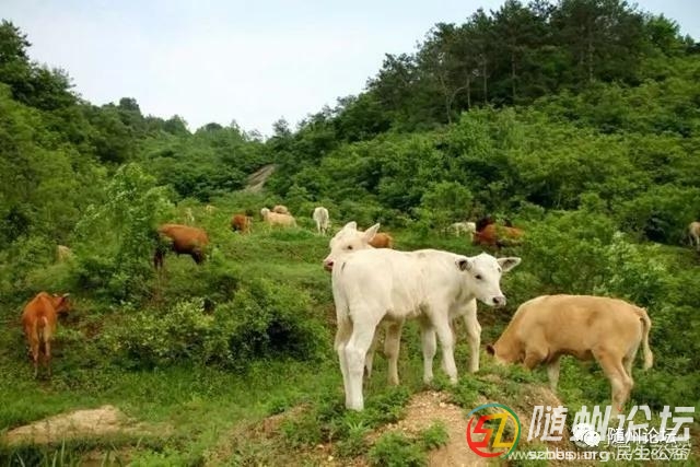 隨縣一.jpg