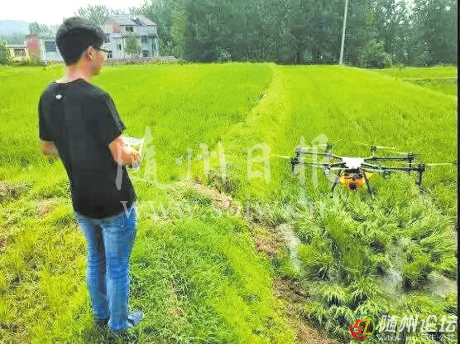 每日一景/隨縣高城鎮(zhèn)大橋村開展無人機(jī)除草、防蟲治病服務(wù)