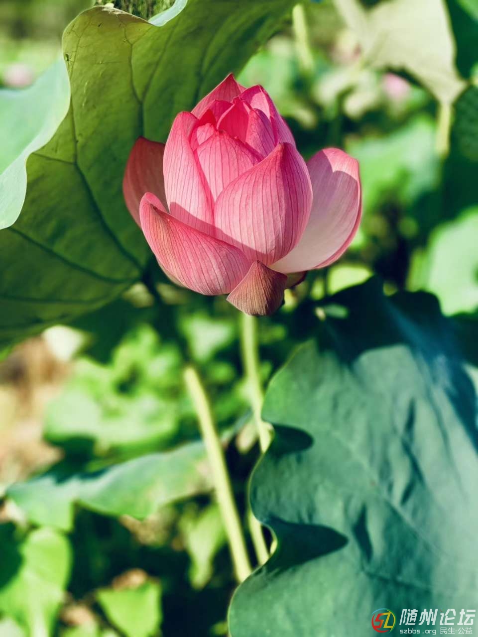 20190802_17284092_1564704849142.jpg