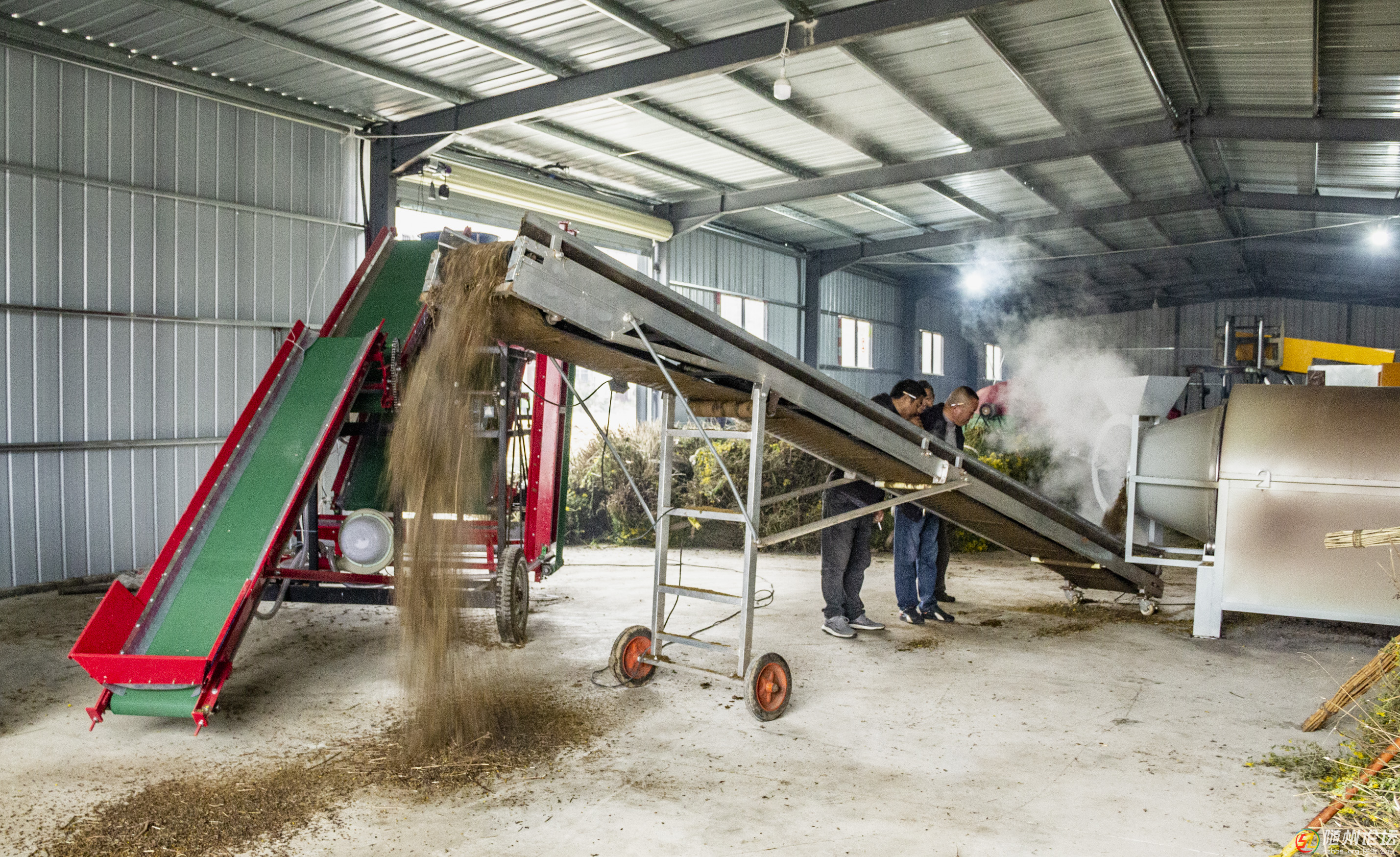 草店鎮(zhèn)紫金山村：野菊生產(chǎn)線上新 激活跨區(qū)域產(chǎn)業(yè)帶